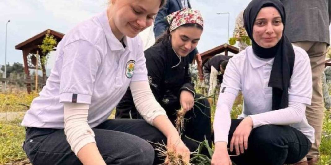Kendileri yetiştirdi kendileri topladı! Fakülte hasadı başladı 1